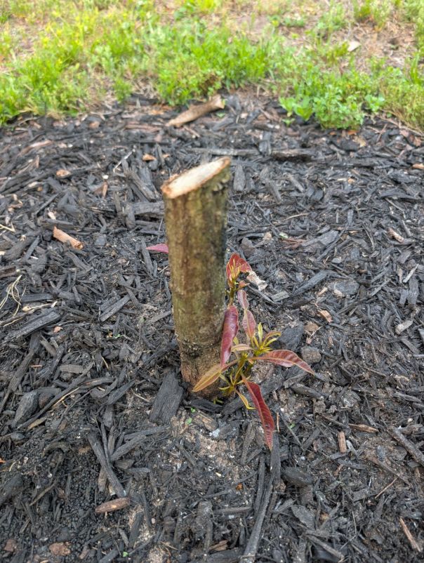 Kent Mango tree regrowth